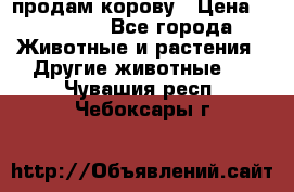 продам корову › Цена ­ 70 000 - Все города Животные и растения » Другие животные   . Чувашия респ.,Чебоксары г.